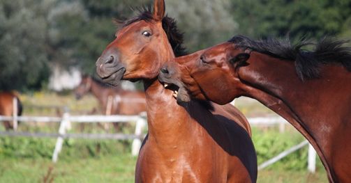 Image of a kick in the teeth two horses